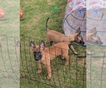 Litter of 6 - Male(s) and Female(s) Belgian MalinoisLitter of Puppies for Sale - Photo #12