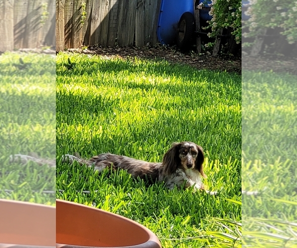 Medium Photo #1 Dachshund Puppy For Sale in CASSVILLE, MO, USA