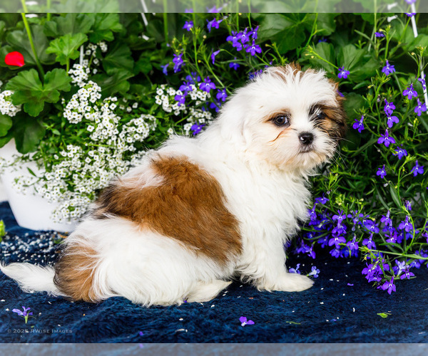Medium Photo #45 Shih Tzu Puppy For Sale in WAKARUSA, IN, USA