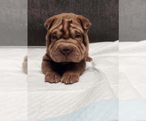 Chinese Shar-Pei Puppy for Sale in SHAWNEE, Oklahoma USA