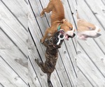 Small #15 Boxer Mix