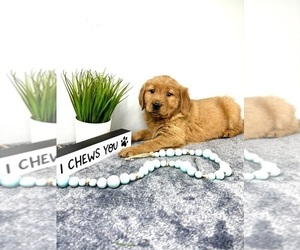 Golden Retriever Puppy for sale in INDIANAPOLIS, IN, USA