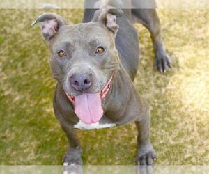 American Staffordshire Terrier-Unknown Mix Dogs for adoption in Tallahassee, FL, USA