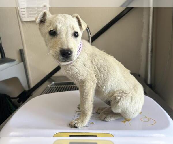 Medium Photo #1 Labrador Retriever-Unknown Mix Puppy For Sale in Visalia, CA, USA