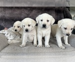 Small #5 Labrador Retriever