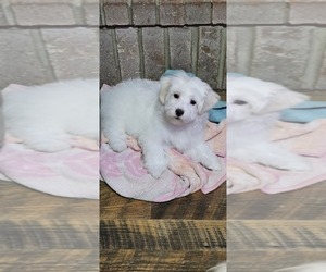 Medium Maltese