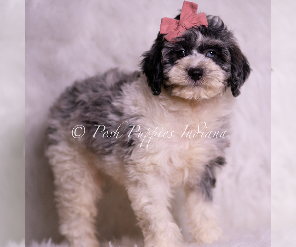 Medium Photo #3 Goldendoodle (Miniature) Puppy For Sale in WARSAW, IN, USA