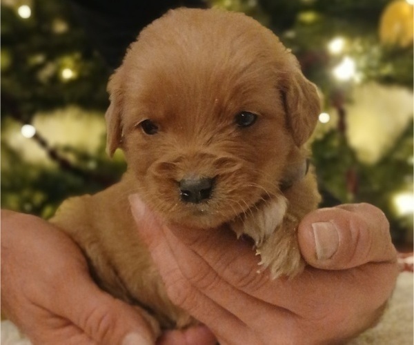 Medium Photo #5 Golden Retriever Puppy For Sale in MOUNT SOLON, VA, USA