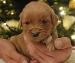 Small #4 Golden Retriever
