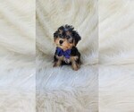 Small #1 Yorkshire Terrier