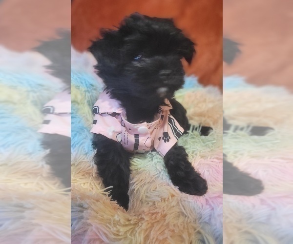 Medium Photo #7 Yorkshire Terrier Puppy For Sale in AKRON, OH, USA