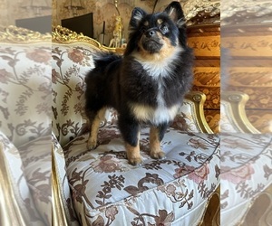 Pomeranian Puppy for Sale in ARNOLD, Maryland USA
