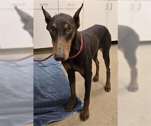 Medium Doberman Pinscher