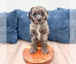 Small #3 Poodle (Miniature)
