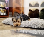 Small Photo #9 Yorkshire Terrier Puppy For Sale in LOS ANGELES, CA, USA