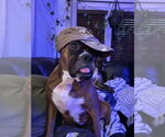 Small #3 Boxer