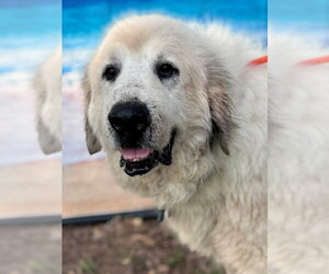 Great Pyrenees Dogs for adoption in Spring, TX, USA