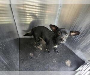 Chihuahua-Unknown Mix Dogs for adoption in San Antonio, TX, USA