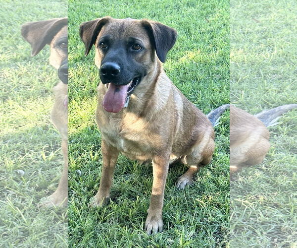 Medium Photo #1 Australian Shepherd-Unknown Mix Puppy For Sale in Phoenix, AZ, USA