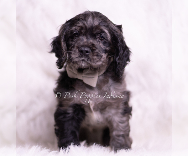 Medium Photo #15 Cocker Spaniel Puppy For Sale in WARSAW, IN, USA