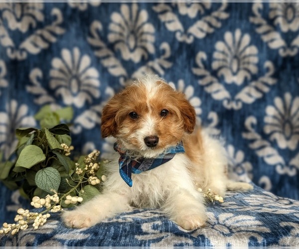 Medium Photo #5 Cavapoo Puppy For Sale in LINCOLN UNIVERSITY, PA, USA