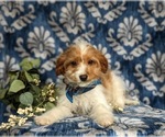 Small Photo #5 Cavapoo Puppy For Sale in LINCOLN UNIVERSITY, PA, USA