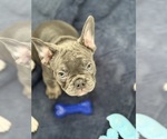 Small Photo #4 French Bulldog Puppy For Sale in OLYMPIA, WA, USA