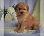 Small Photo #3 Poodle (Miniature)-Woodle Mix Puppy For Sale in MILLERSBURG, PA, USA