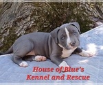 Small #4 American Pit Bull Terrier
