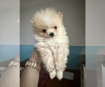 Puppy Puppy 3 Pomeranian
