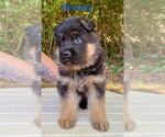 Puppy Whiskey German Shepherd Dog