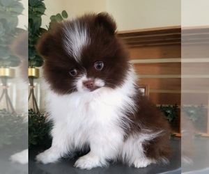 Pomeranian Puppy for sale in ORRVILLE, OH, USA