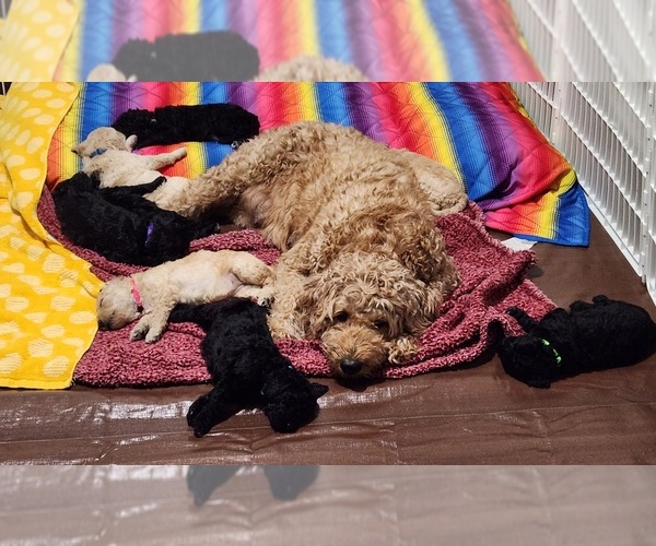 Medium Photo #1 Goldendoodle Puppy For Sale in DALLAS, GA, USA