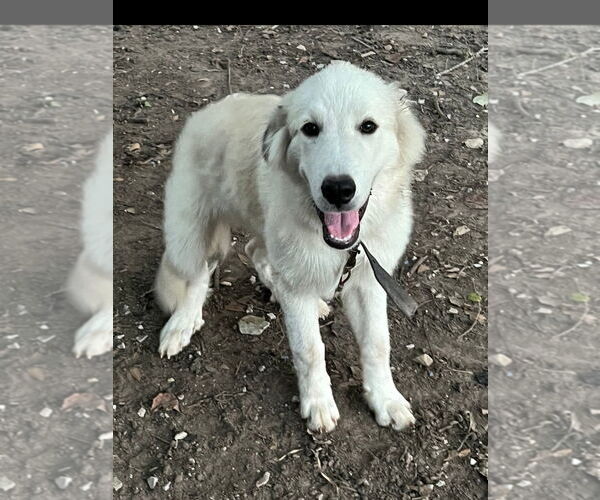 Medium Photo #2 Great Pyrenees-Unknown Mix Puppy For Sale in Houston, TX, USA