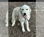 Small #1 Great Pyrenees Mix