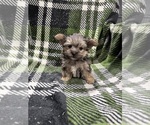 Small #4 Morkie