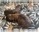 Puppy Puppy 5 Poodle (Standard)