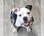 Small American Bulldog Mix