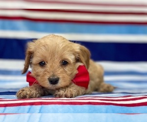 Cavapoo Puppy for sale in LANCASTER, PA, USA