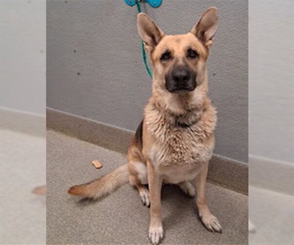 Medium Photo #1 German Shepherd Dog-Unknown Mix Puppy For Sale in Las Vegas, NV, USA