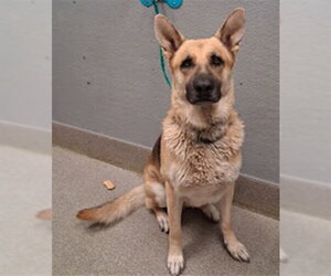 German Shepherd Dog-Unknown Mix Dogs for adoption in Las Vegas, NV, USA