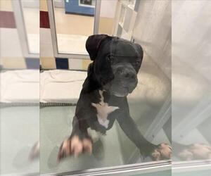 Bullboxer Pit Dogs for adoption in Plano, TX, USA