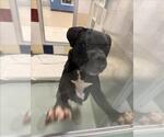 Small Bullboxer Pit