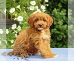 Small #3 Cavapoo