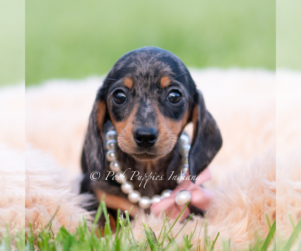 Medium Photo #2 Dachshund Puppy For Sale in WARSAW, IN, USA