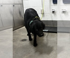 Mutt Dogs for adoption in Forestville, MD, USA