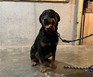 Rottweiler Puppy for Sale in THORP, Wisconsin USA