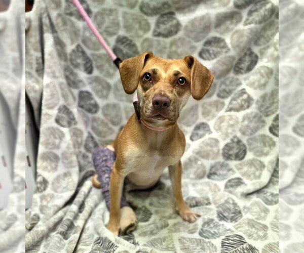 Medium Photo #1 Beagle-Unknown Mix Puppy For Sale in Long Beach, CA, USA