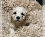 Puppy 4 Bichpoo