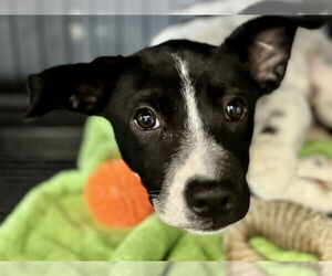 Pointer-Unknown Mix Dogs for adoption in Jefferson, NJ, USA
